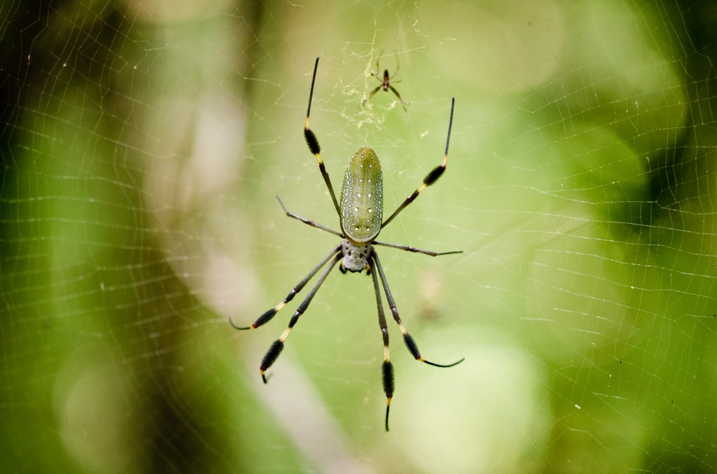 spider-web-wildlife-nature-portrait-by-fieldwork-montreal-photographer