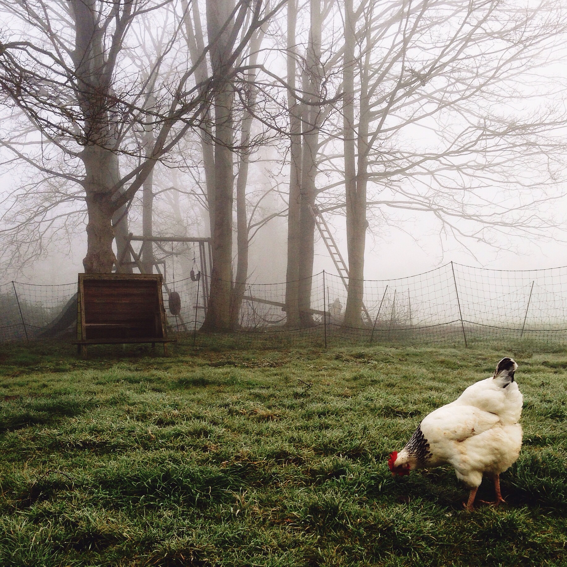 Chicken and its feathery bloomers in the fog.
