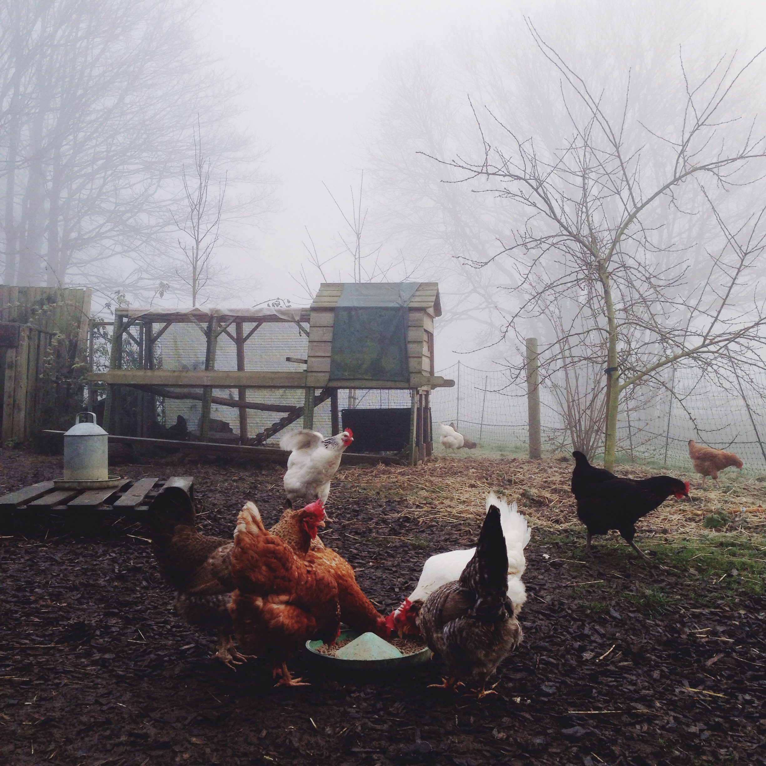 chickens on a foggy and frost day