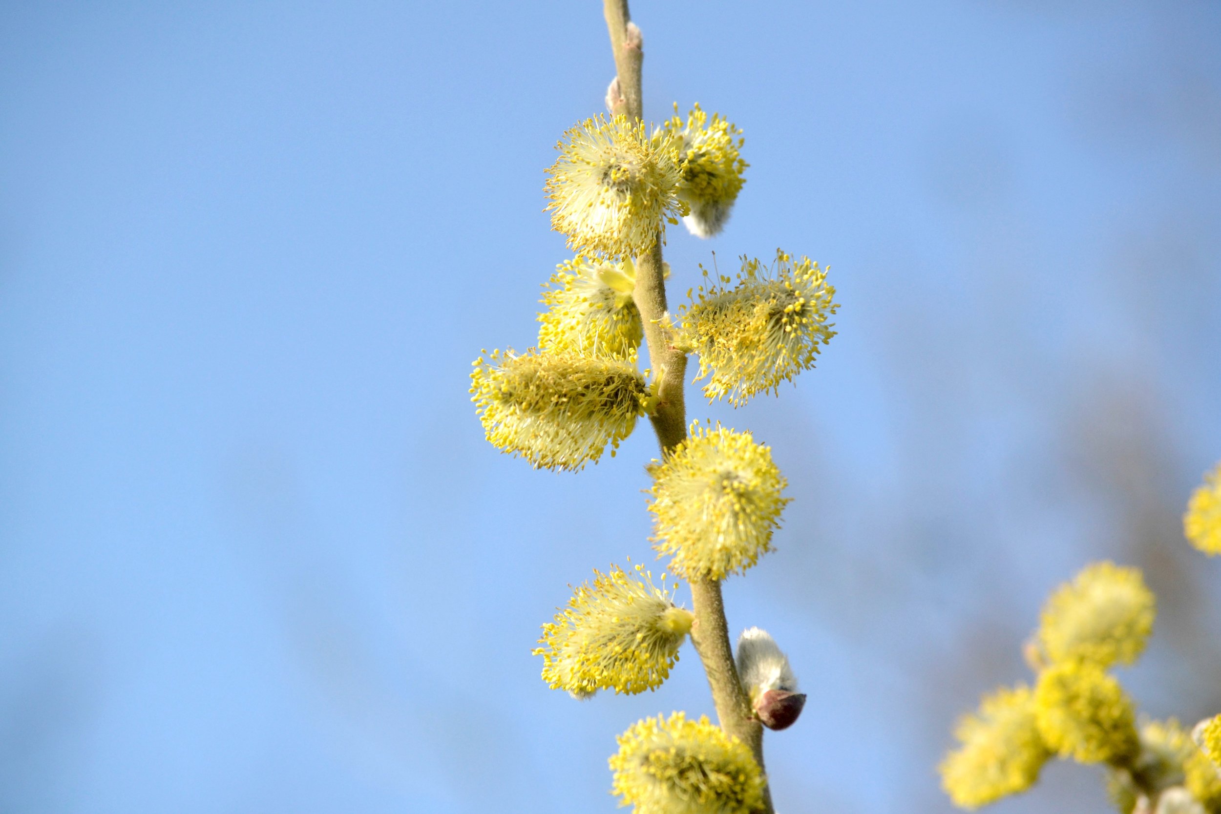 goat willow yellow catkins