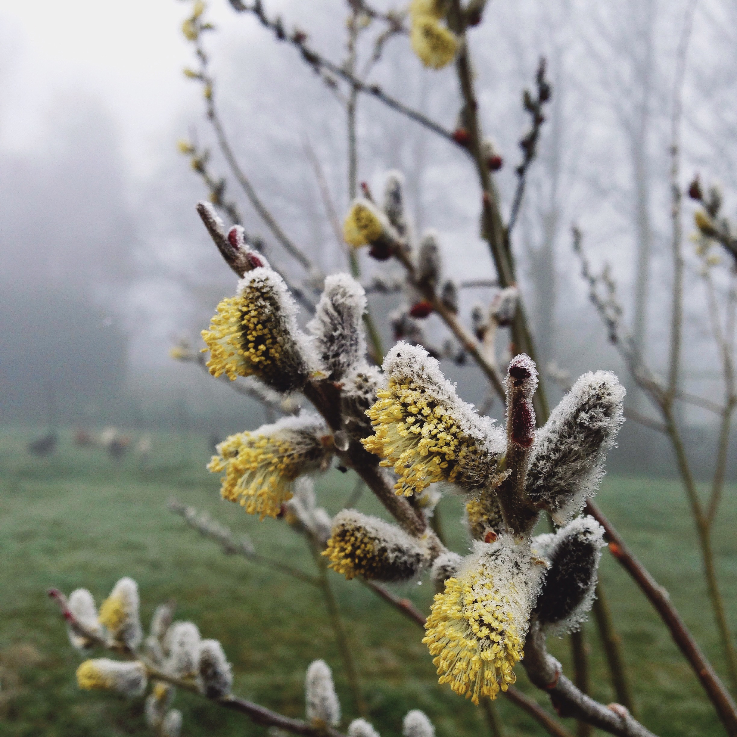 goat willow yellow catkins on a frosty and foggy day