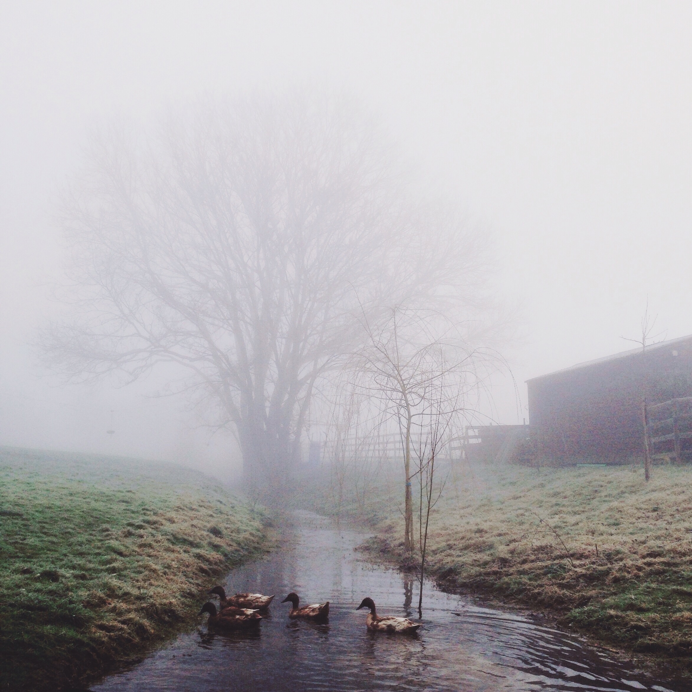 fog and ducks in a stream