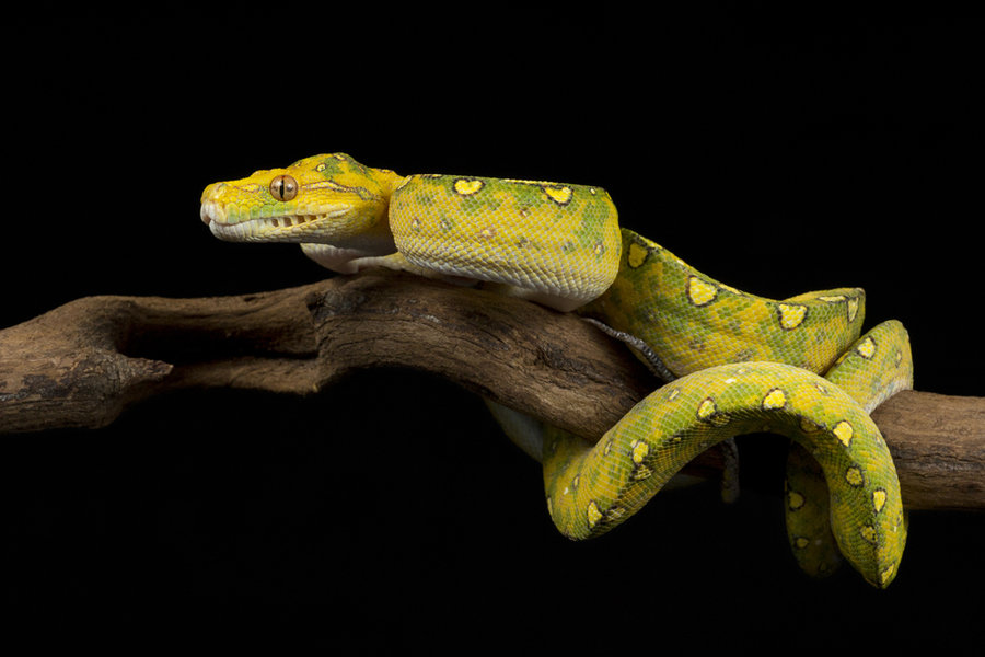 yellow_snake_stock_by_a68stock-d5kqb99
