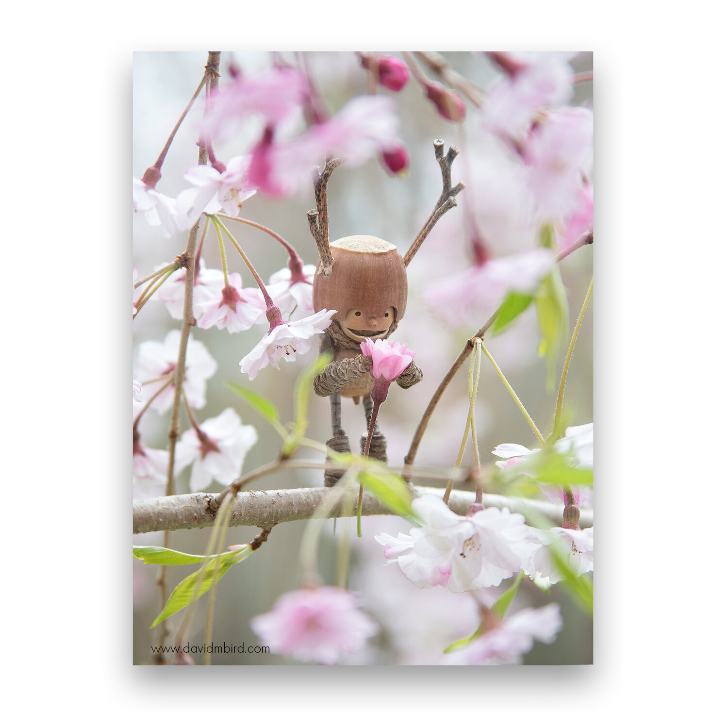 cherry-blossom-becorns-david-m-bird