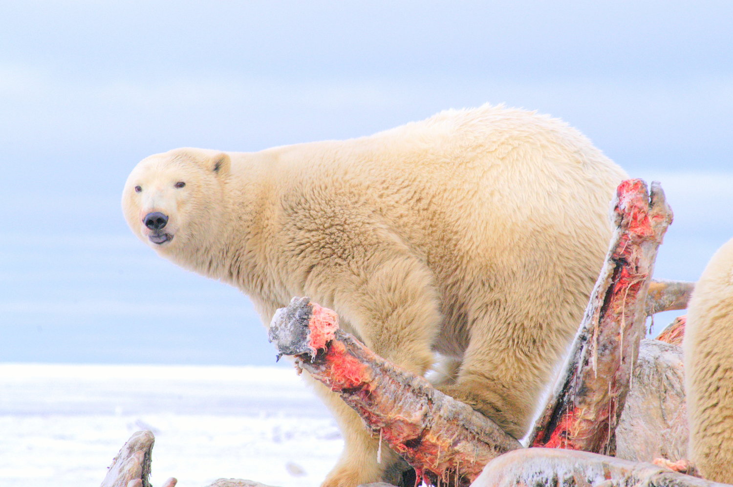 White Bears and a Warming Arctic — Encounters North