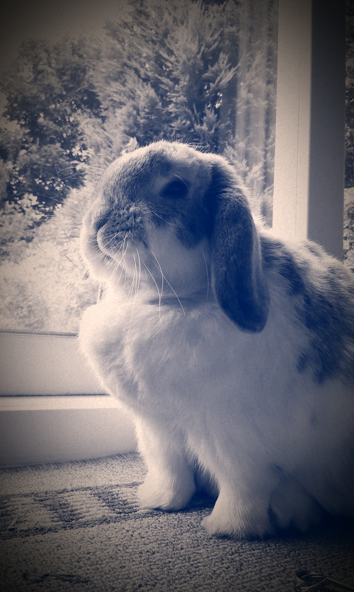 Bunny Is Stoic and Proud