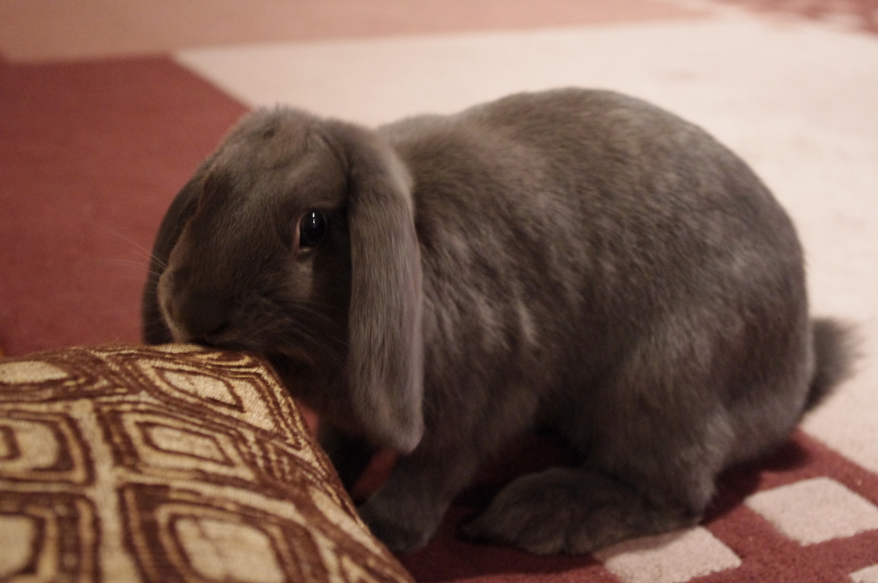 Bunny, That Pillow Is Probably Not Very Tasty