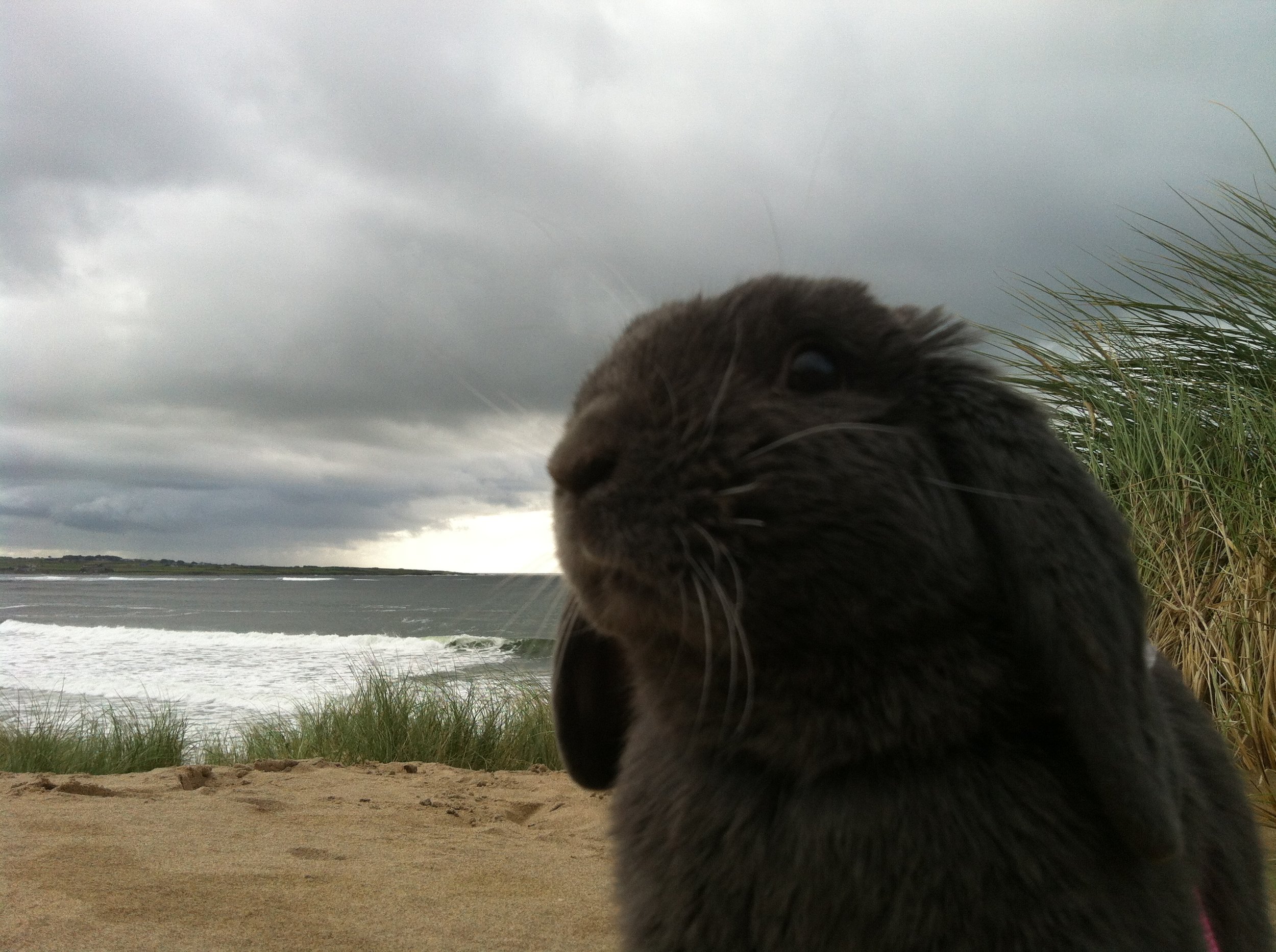 Bunny Sniffs the Cool Sea Air