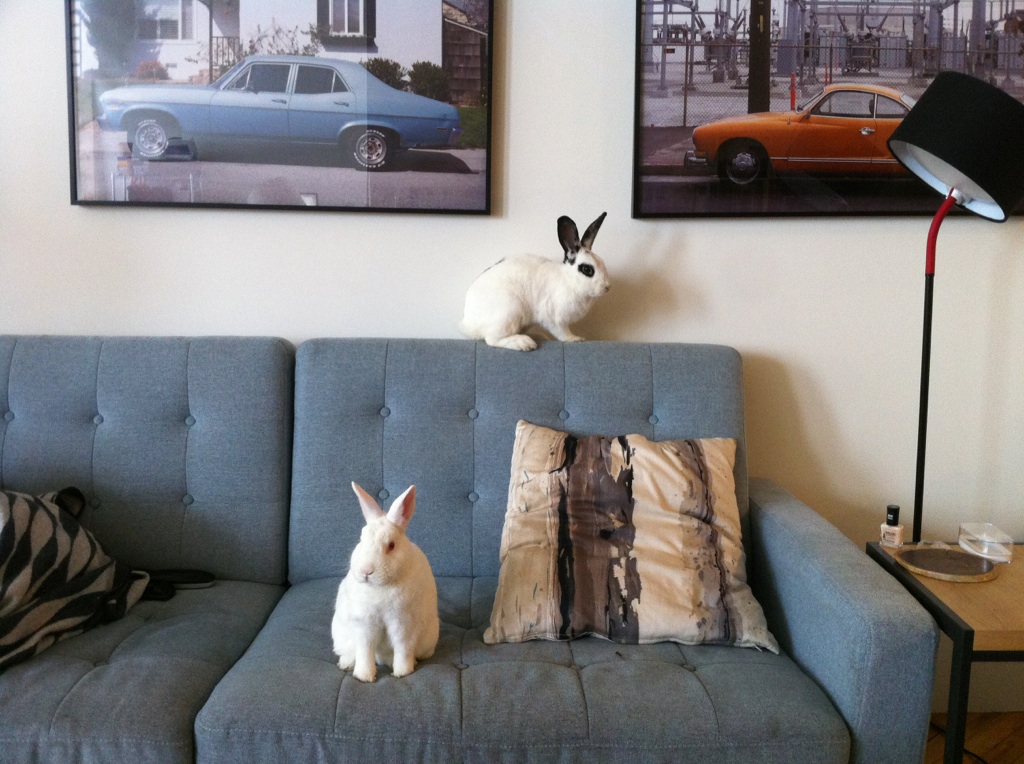 The Sofa Is Overrun with Bunnies!