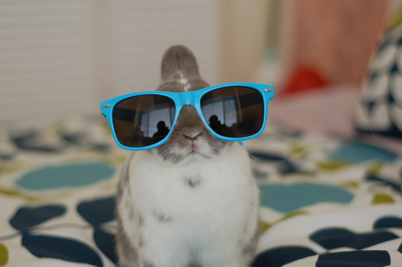 Hipster Bunnies Have Some New Shades 1