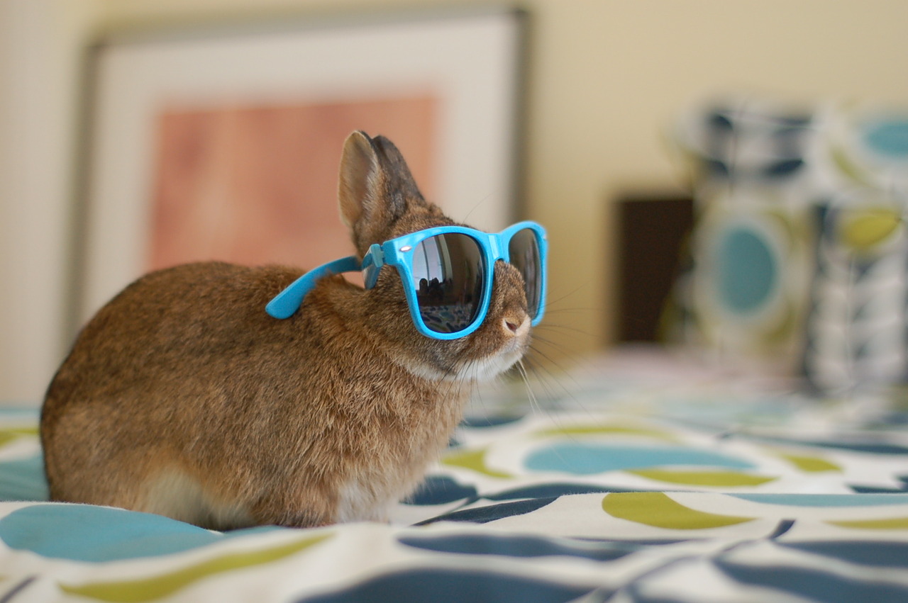 Hipster Bunnies Have Some New Shades 2