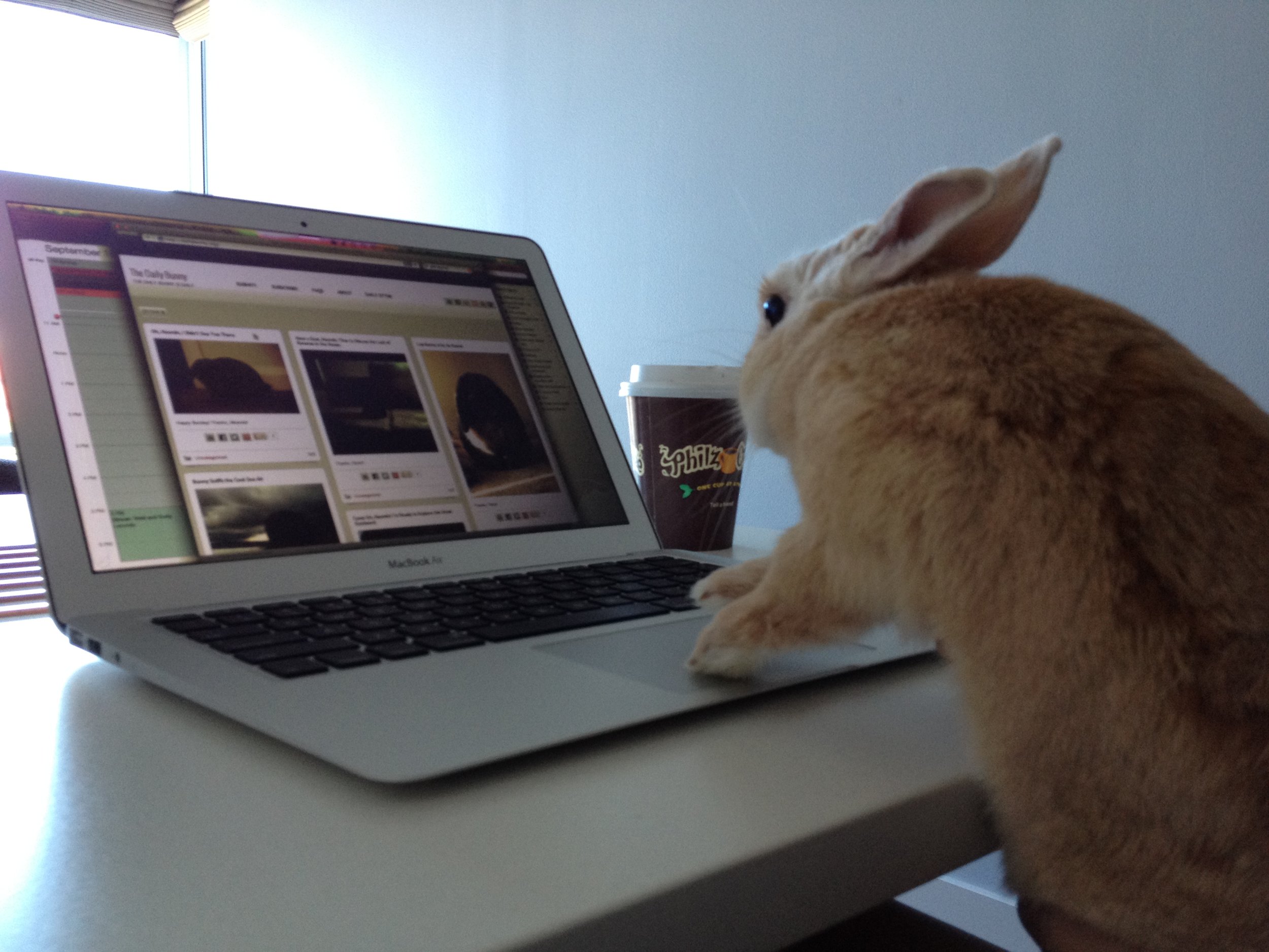 Bunny Peruses the Photos on Daily Bunny