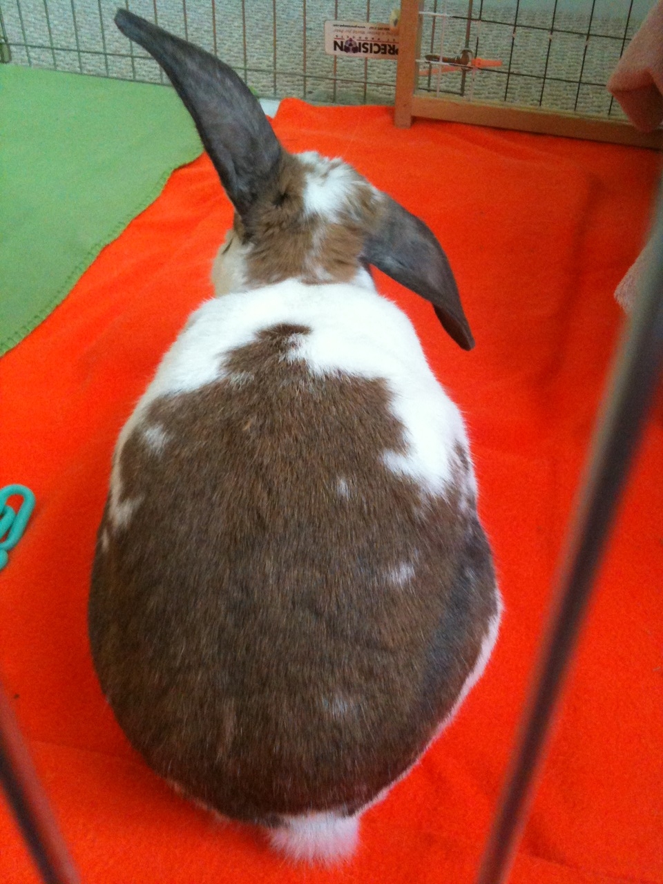 Sulky Bunny Keeps an Ear Up to Hear If You Come with a Peace Offering Treat