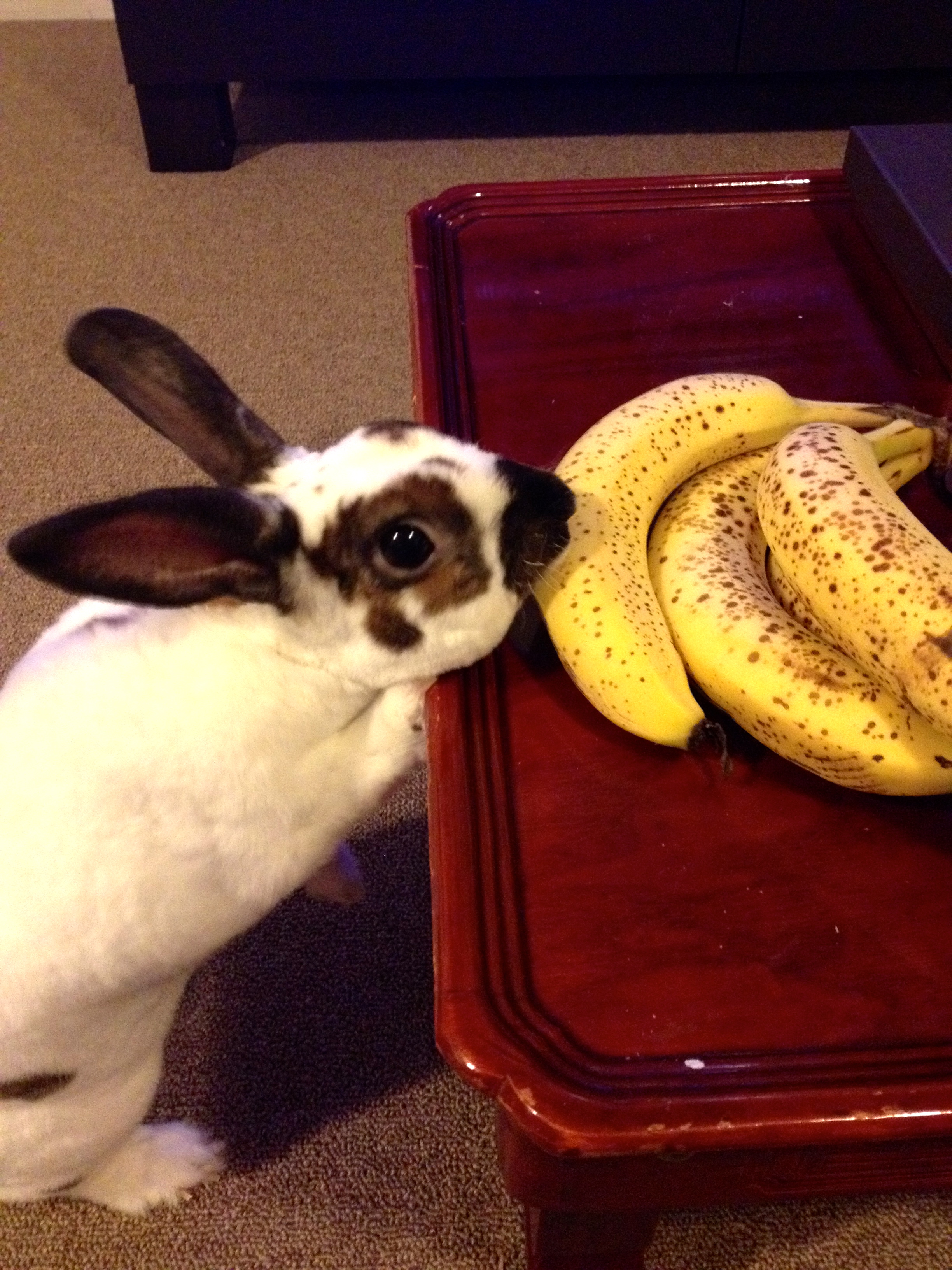 The Infamous Banana Thief Is Caught in the Act!