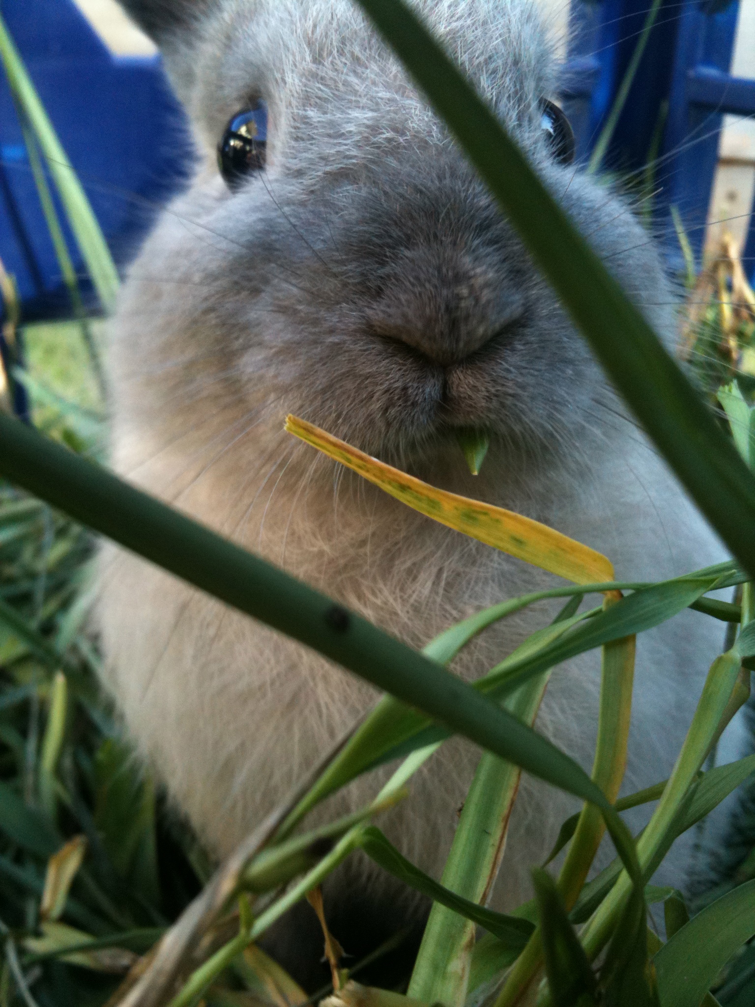 Bunny, You Have a Blade of Grass in Your Teeth