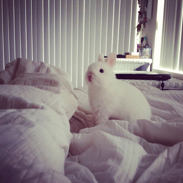 Fluffy Bunny Explores the Fluffy Bed