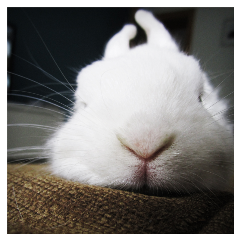 Resting Bunny's Nose and Cheeks Get a Closeup
