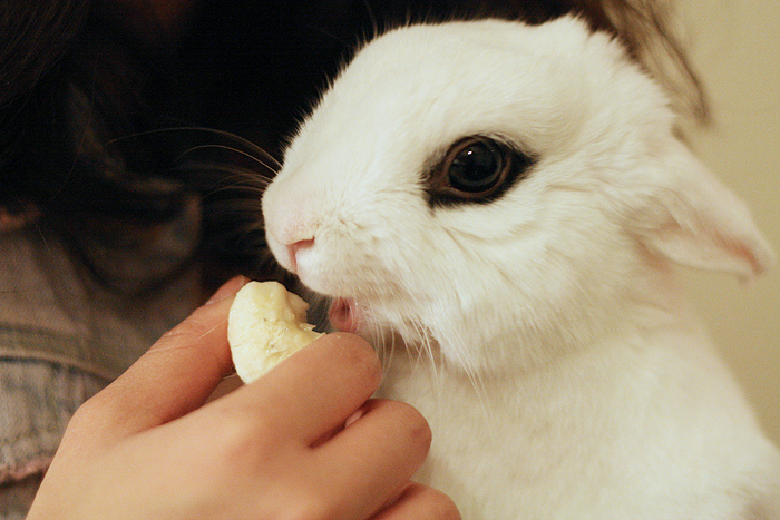 Bunny Is Delighted to Have Some Banana