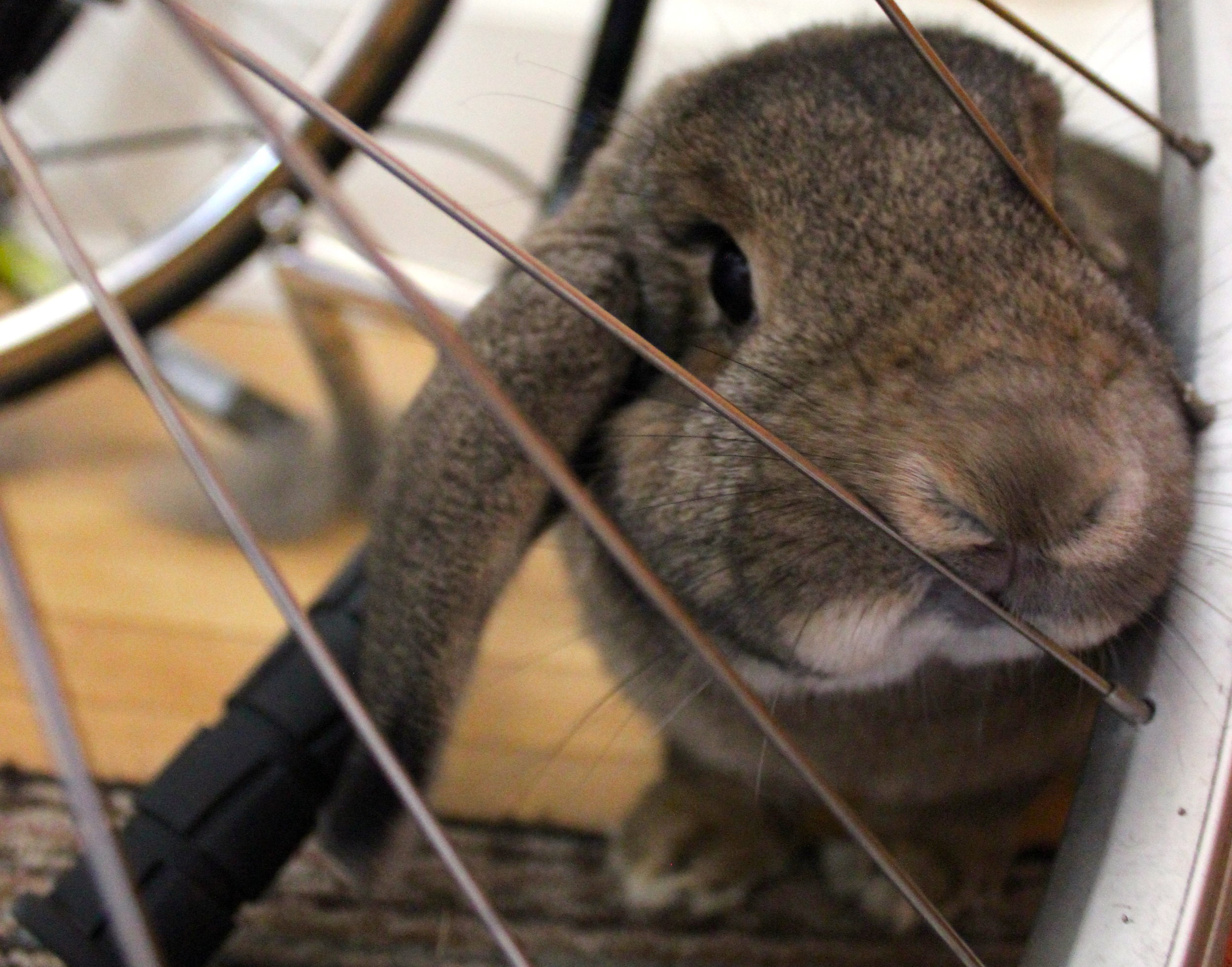 Forensic Scientist Bunny Sniffs Hooman's Bike for Signs of the Farmers Market