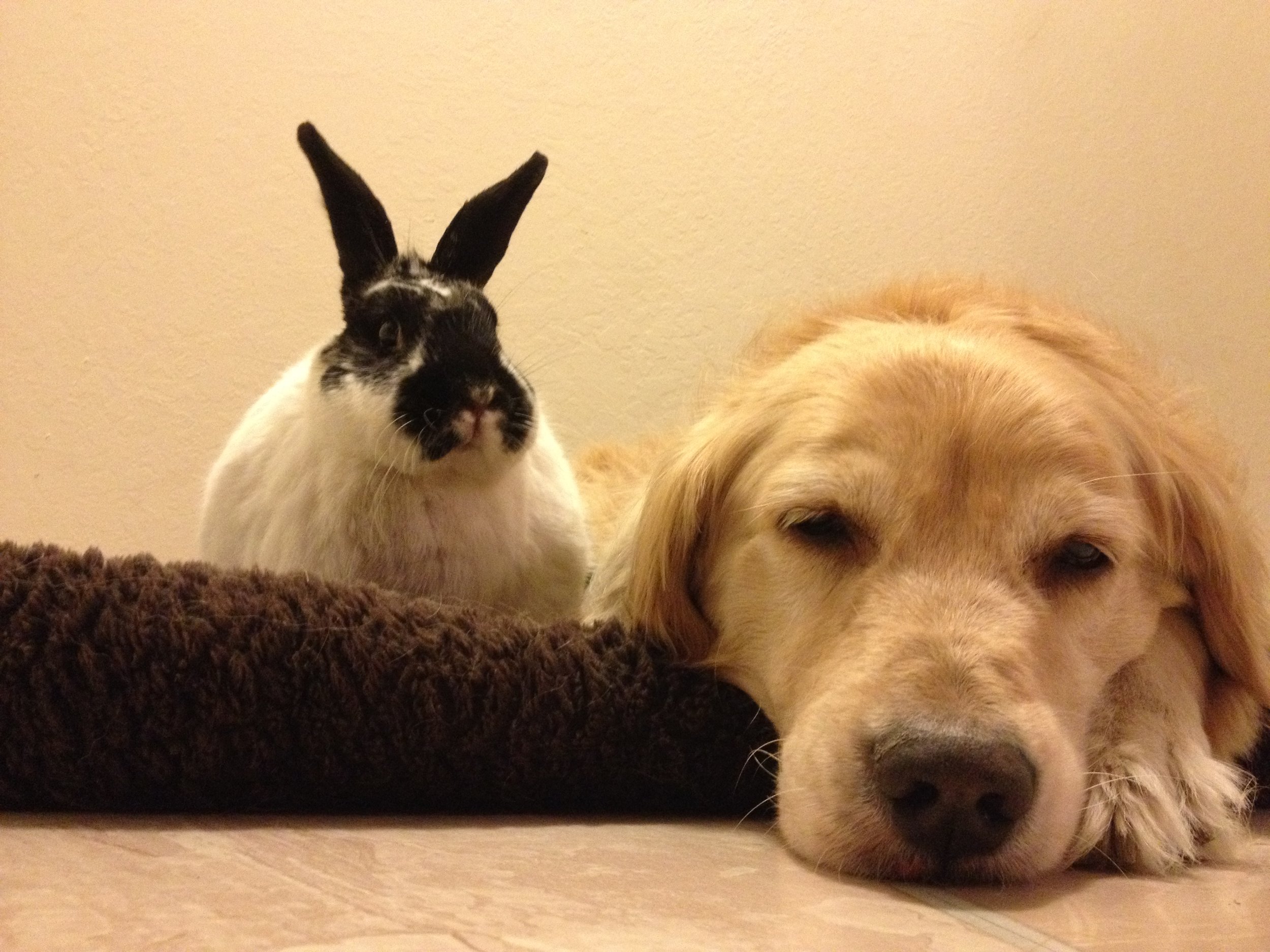 Security Bunny Stays Alert While Pup Sleeps