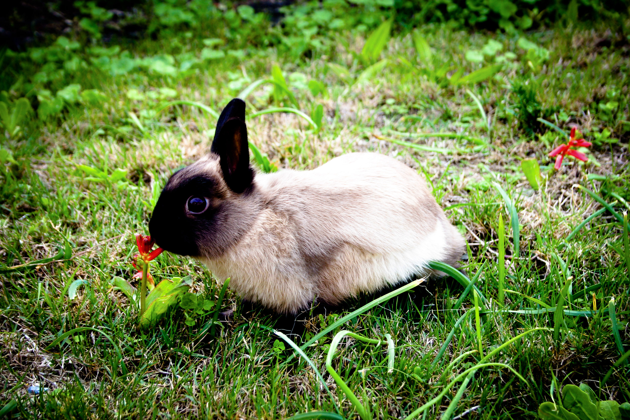 Bunny Stops to Smell the Flowers on an Outdoor Jaunt