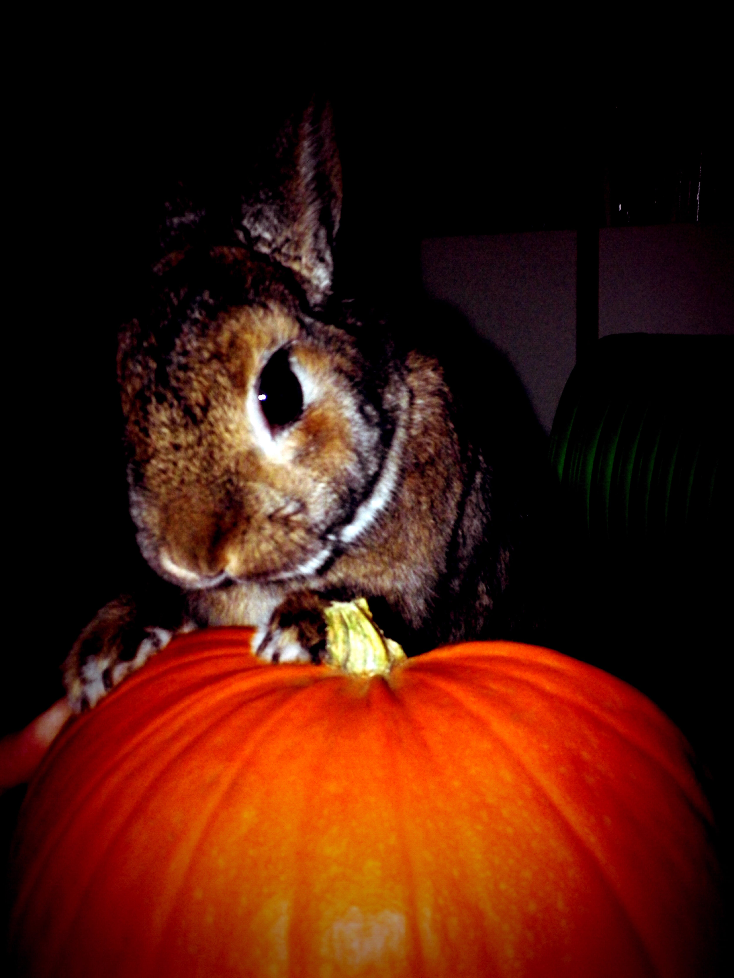 Bunny Looks for the Perfect Point to Start Carving a Jack-O'-Lantern