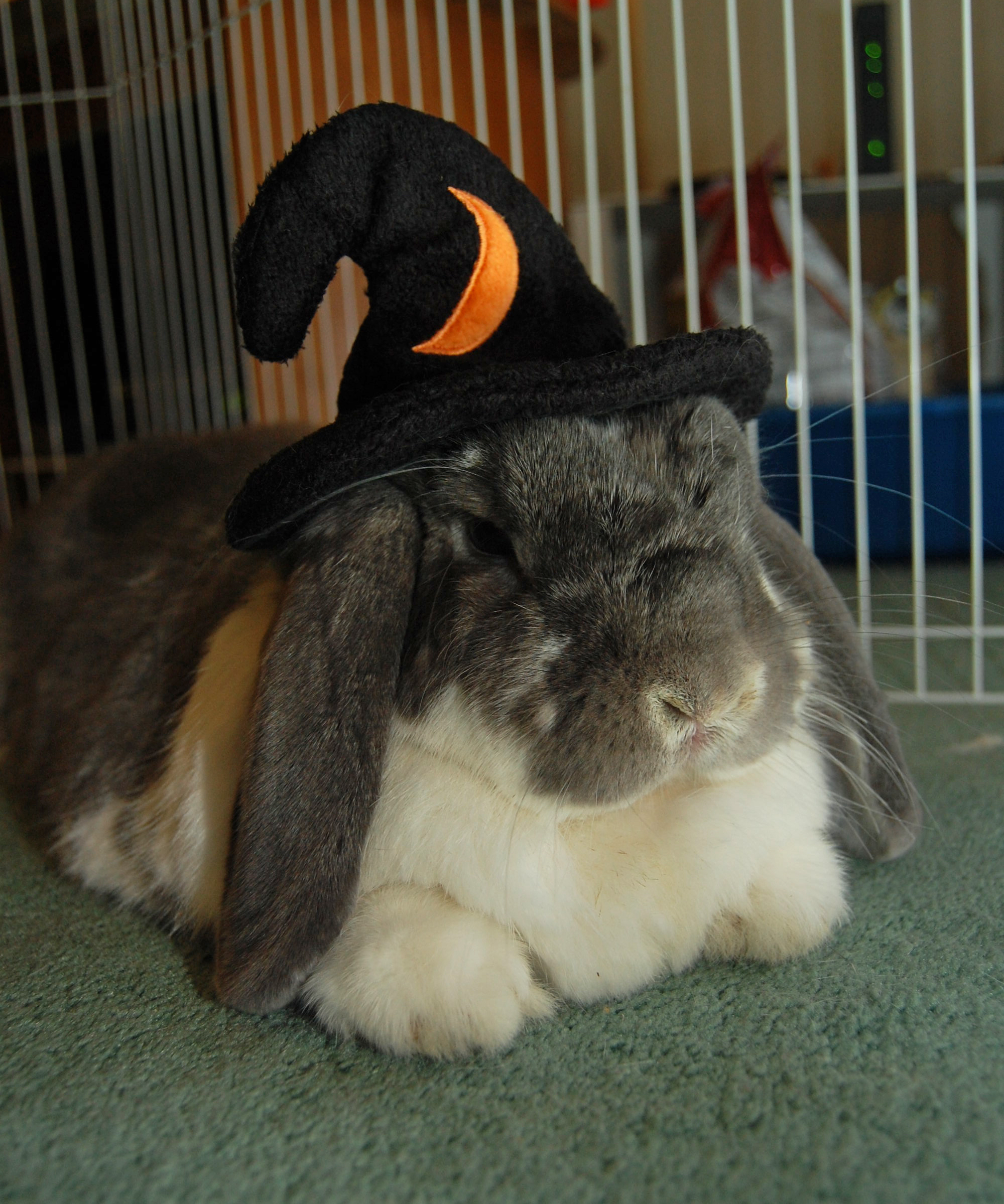 Bunny Is a Wizard for Halloween