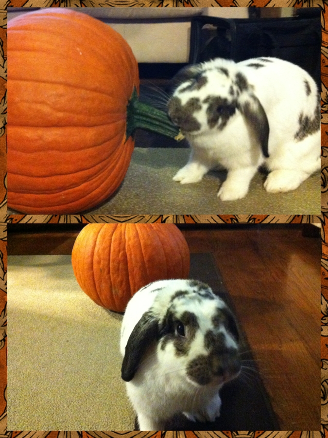 Bunny Plays with a Pumpkin