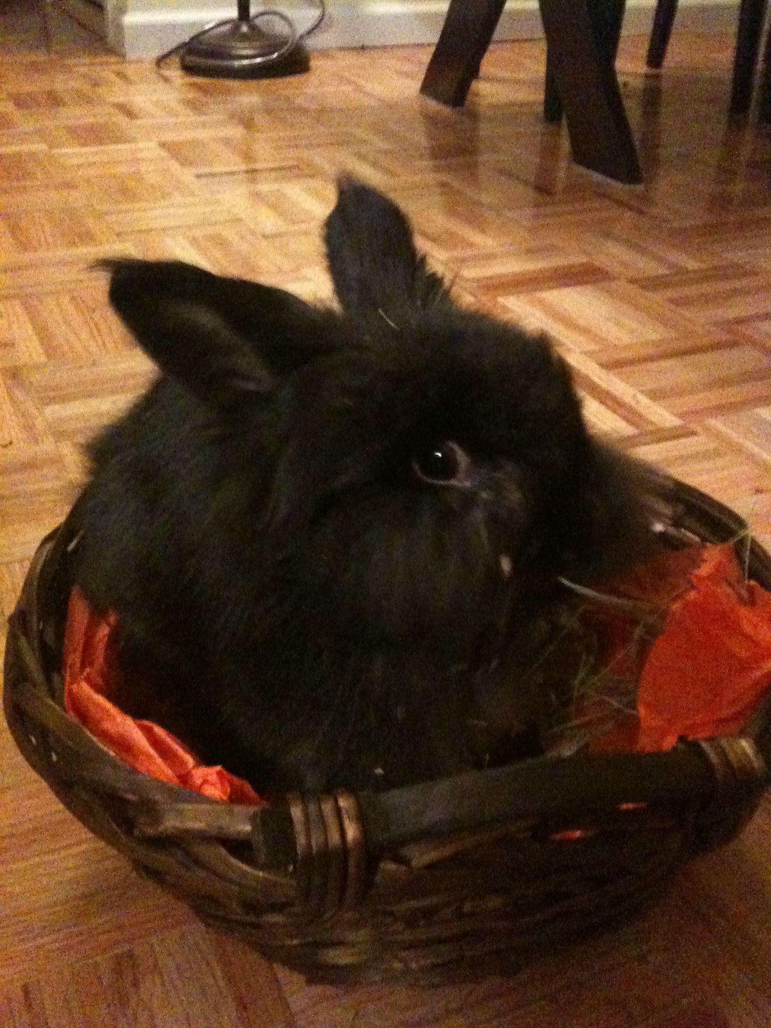 Bunny Brought Home Hay in Her Trick-or-Treat Basket