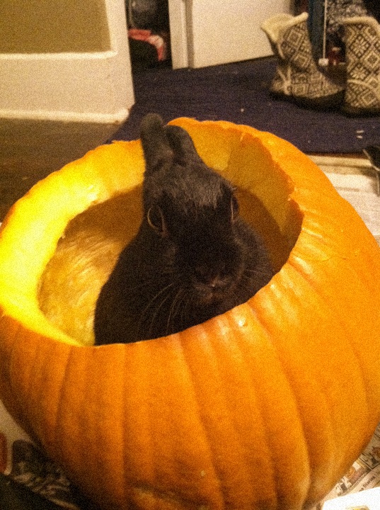 Bunny Supervises the Pumpkin Carving