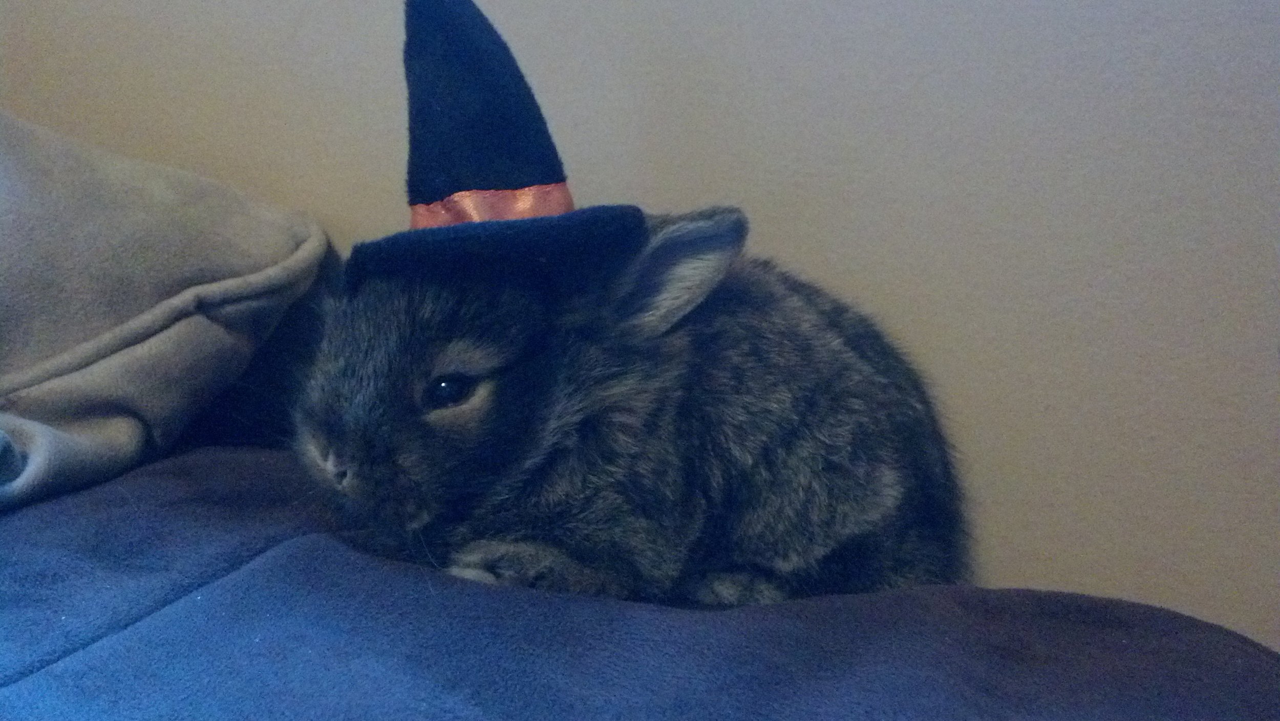 Baby Bunny's First Halloween 2