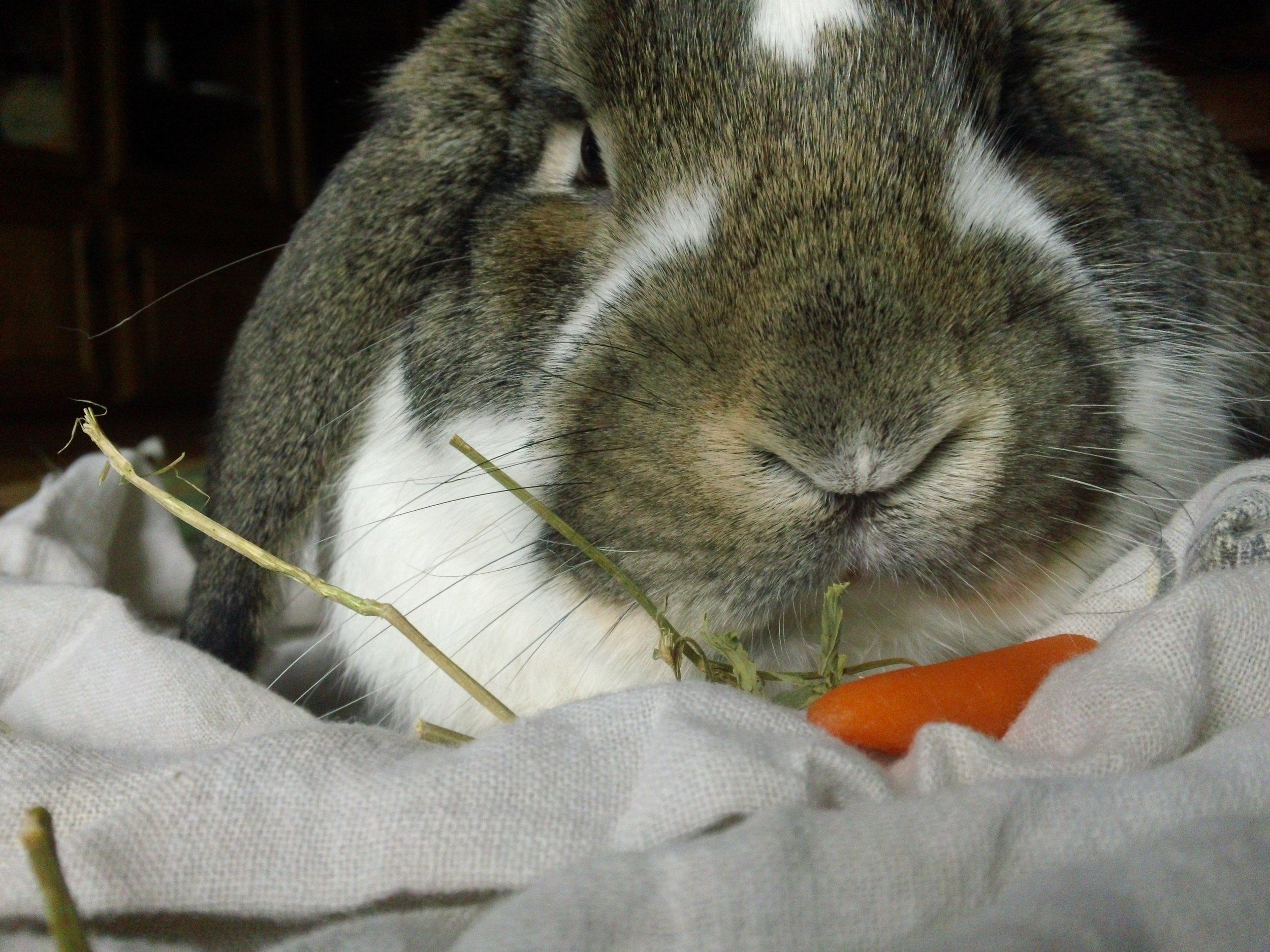 You Get Your Own Carrot, Human. This One's Mine.