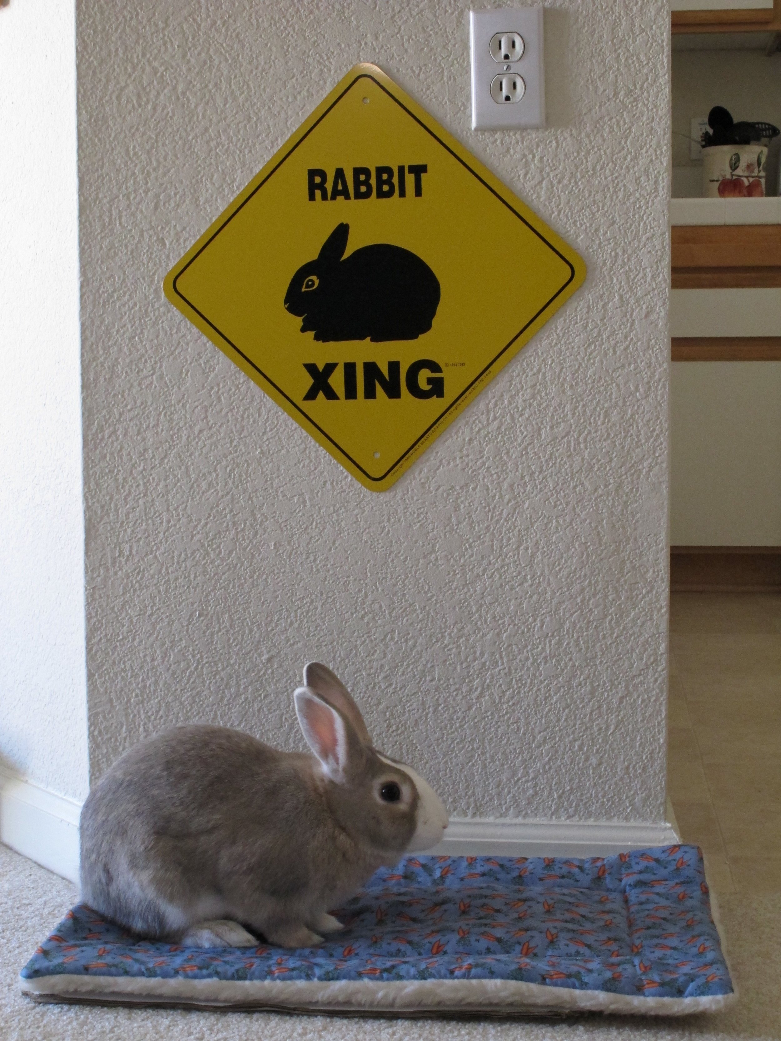 Bunny Has the Right of Way