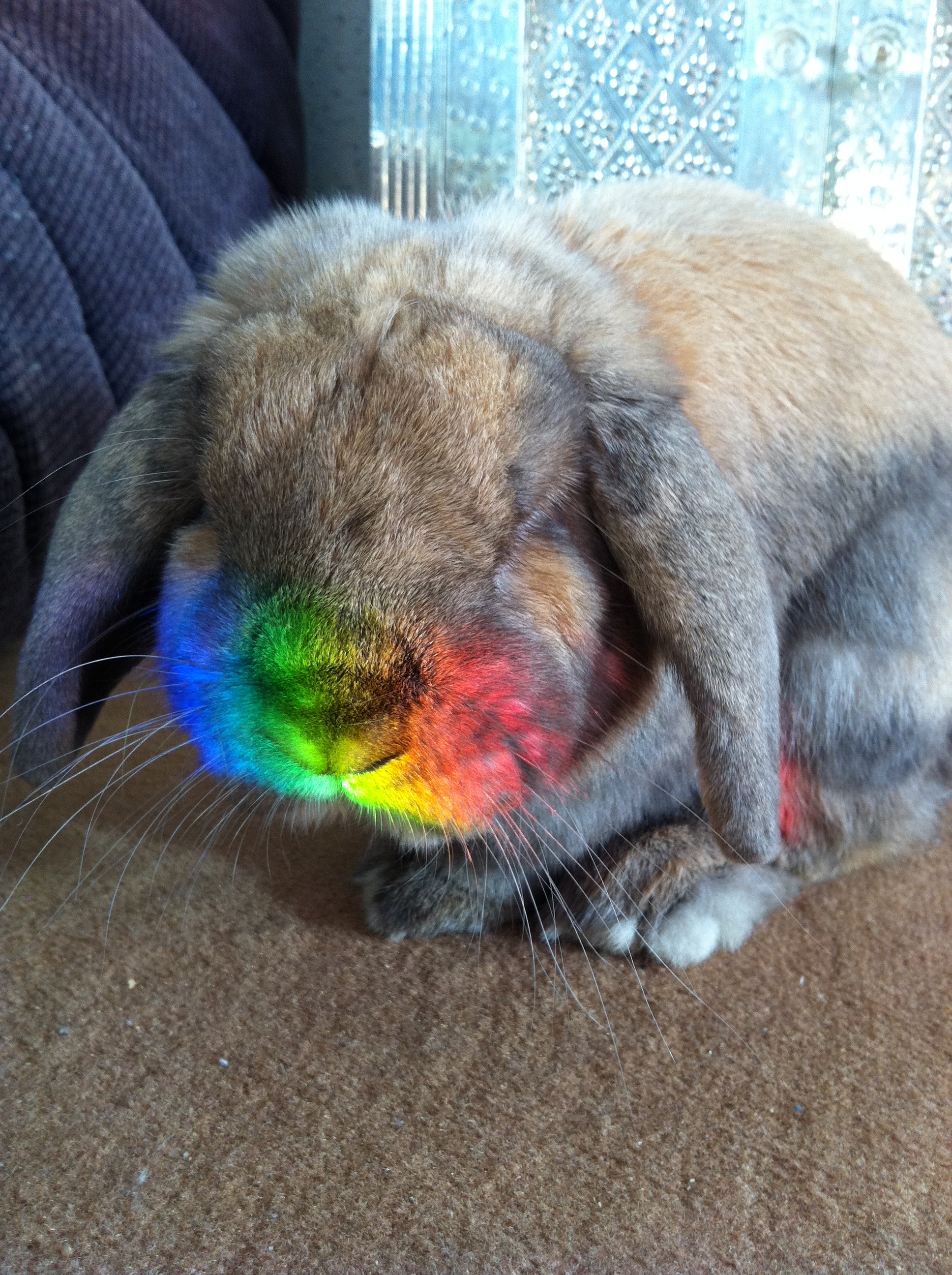 Bunny Stepped into a Rainbow