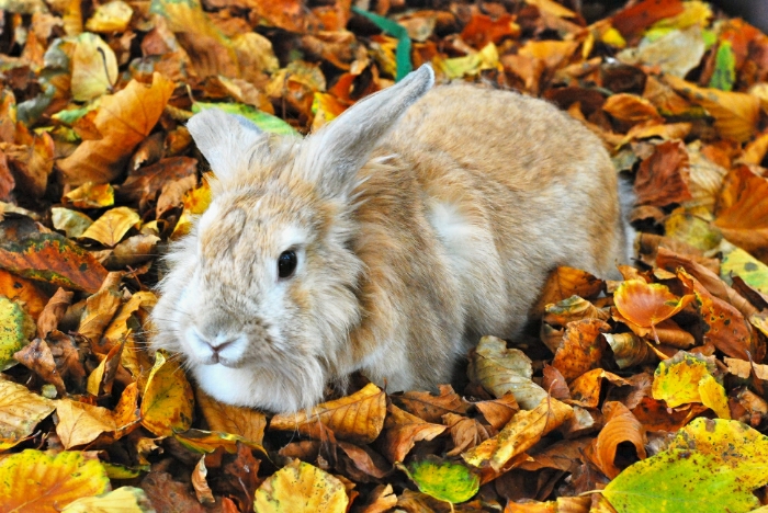 Bunny Has an Autumn Photoshoot in the Leaves 1