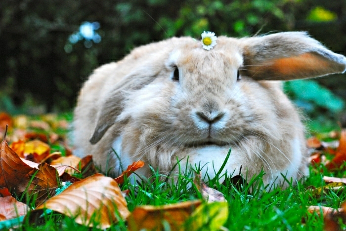 Bunny Has an Autumn Photoshoot in the Leaves 2