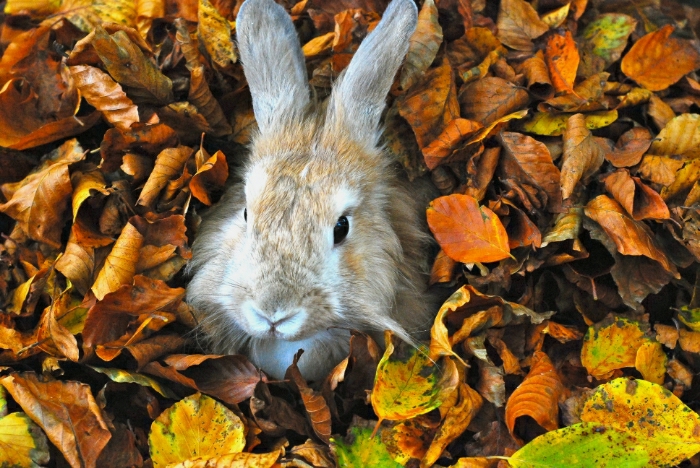 Bunny Has an Autumn Photoshoot in the Leaves 3