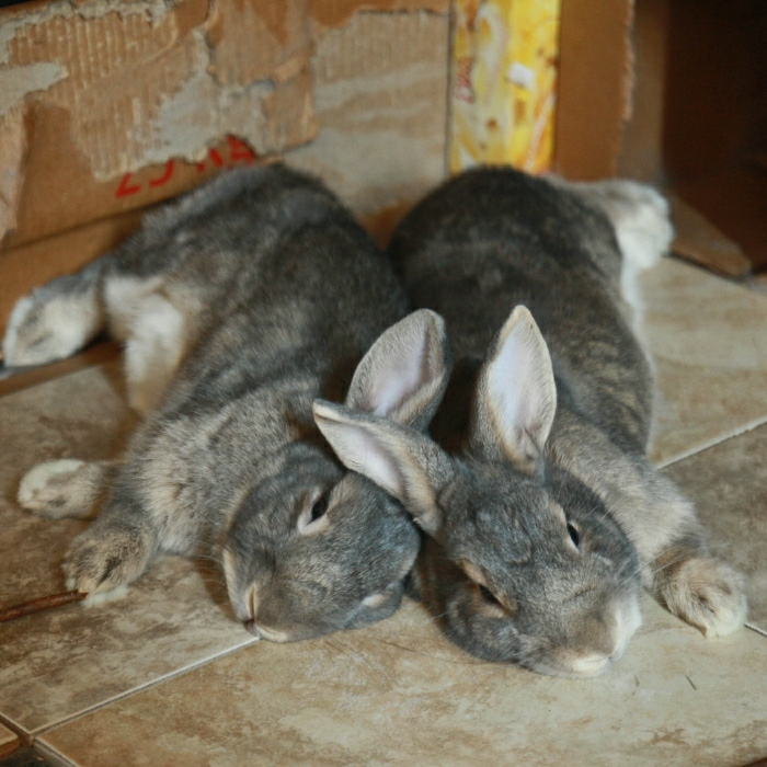 Resting Bunnies Cross Ears 1