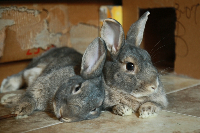Resting Bunnies Cross Ears 2