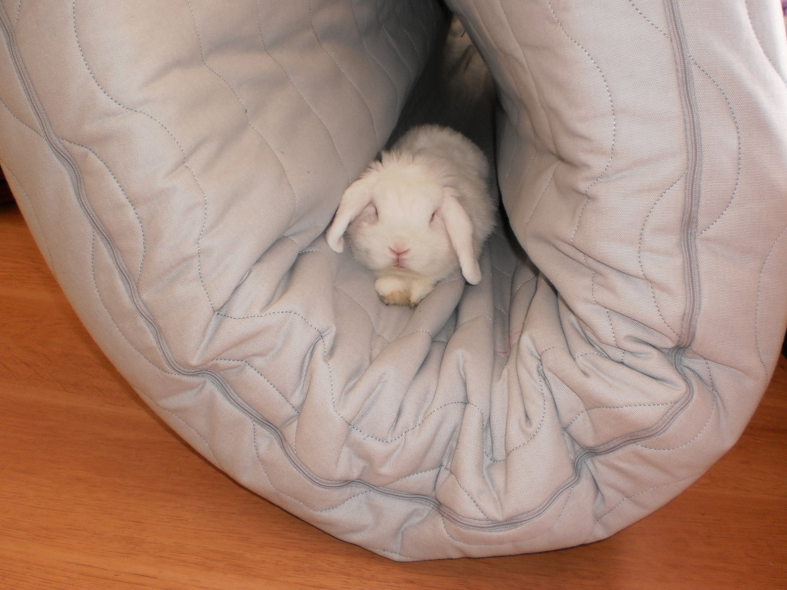 Bunny Can Find a Cozy Spot to Relax Anywhere