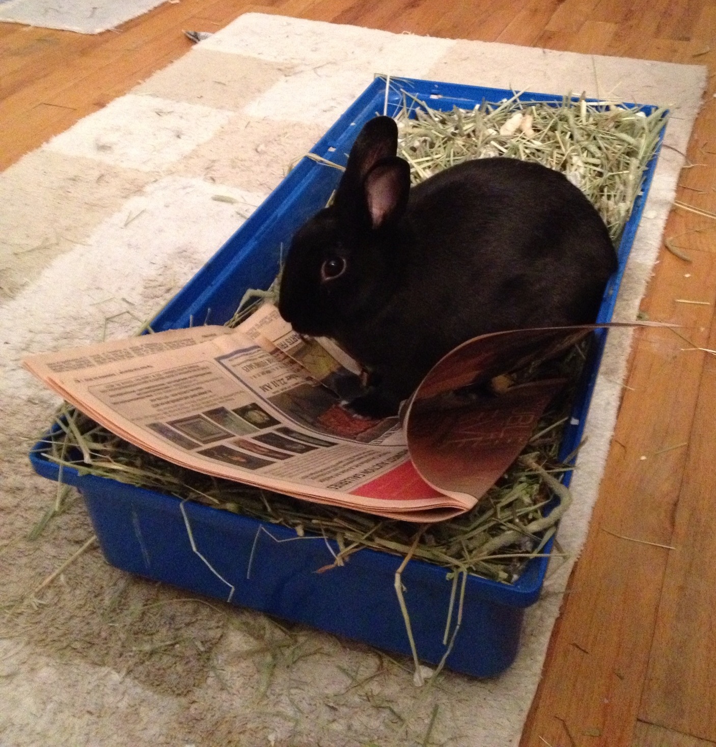 Bunny Reads the Paper in the Litterbox 