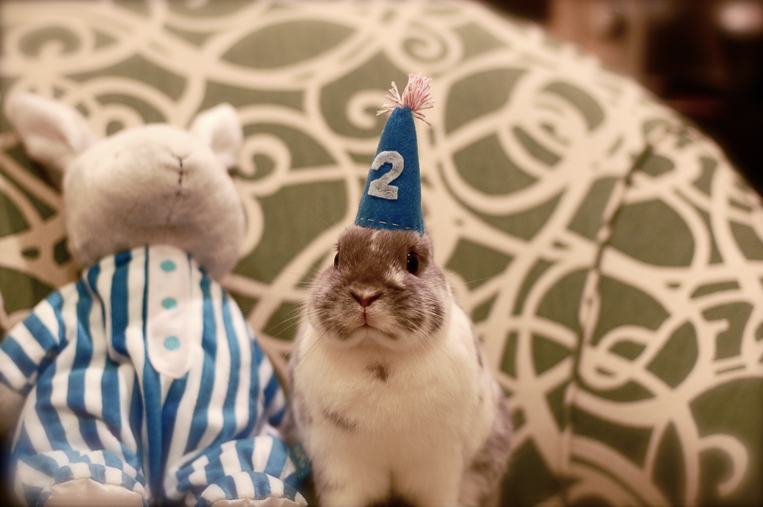 Bunny Celebrates His Second Birthday 1