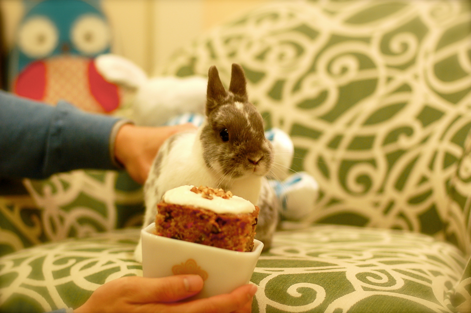 Bunny Celebrates His Second Birthday 2