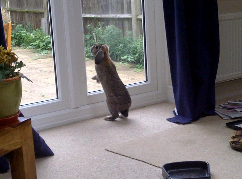 Bunny Yearns to See What's Beyond the Great Transparent Wall