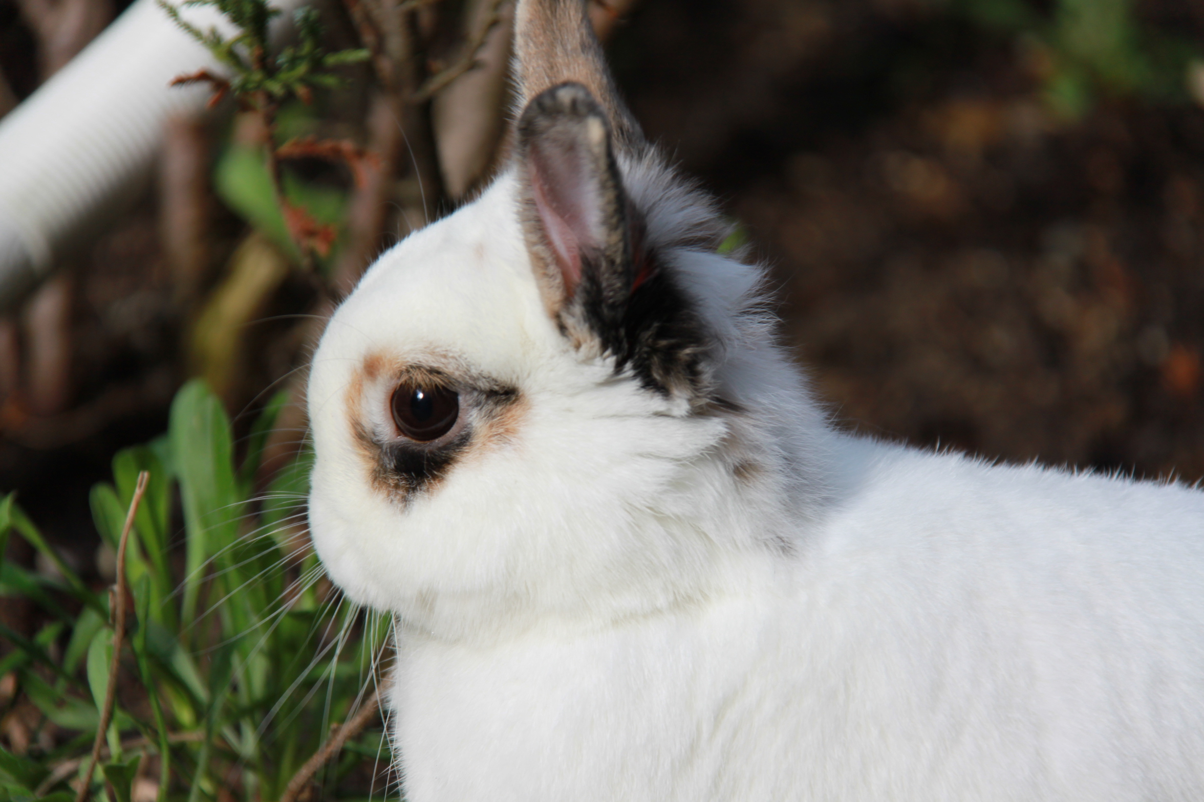 Little Bunny in Profile