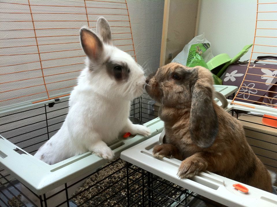 Bunny Friends Have a Hello Kiss