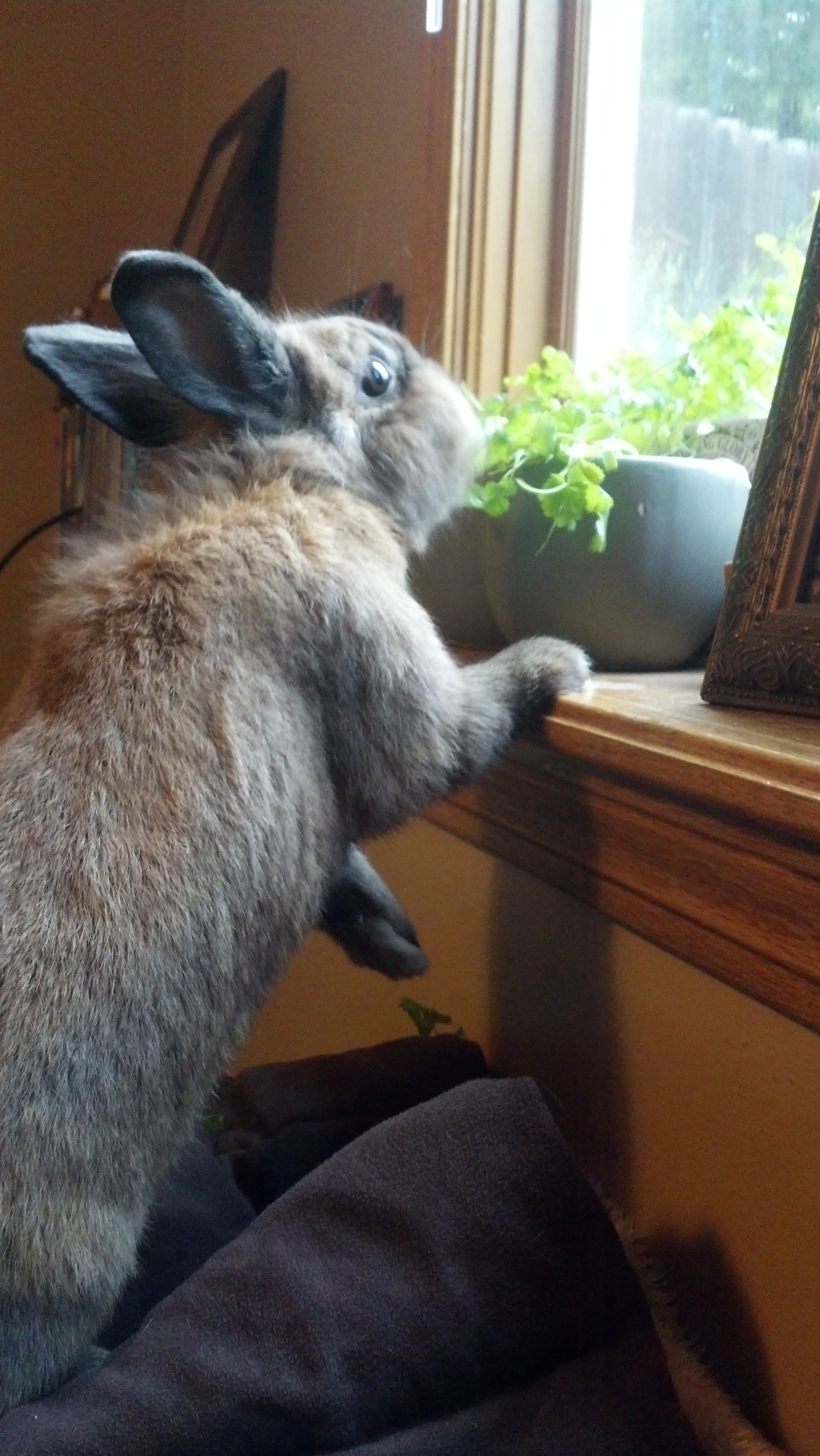 Bunny Is Caught Nomming Human's Windowsill Cilantro