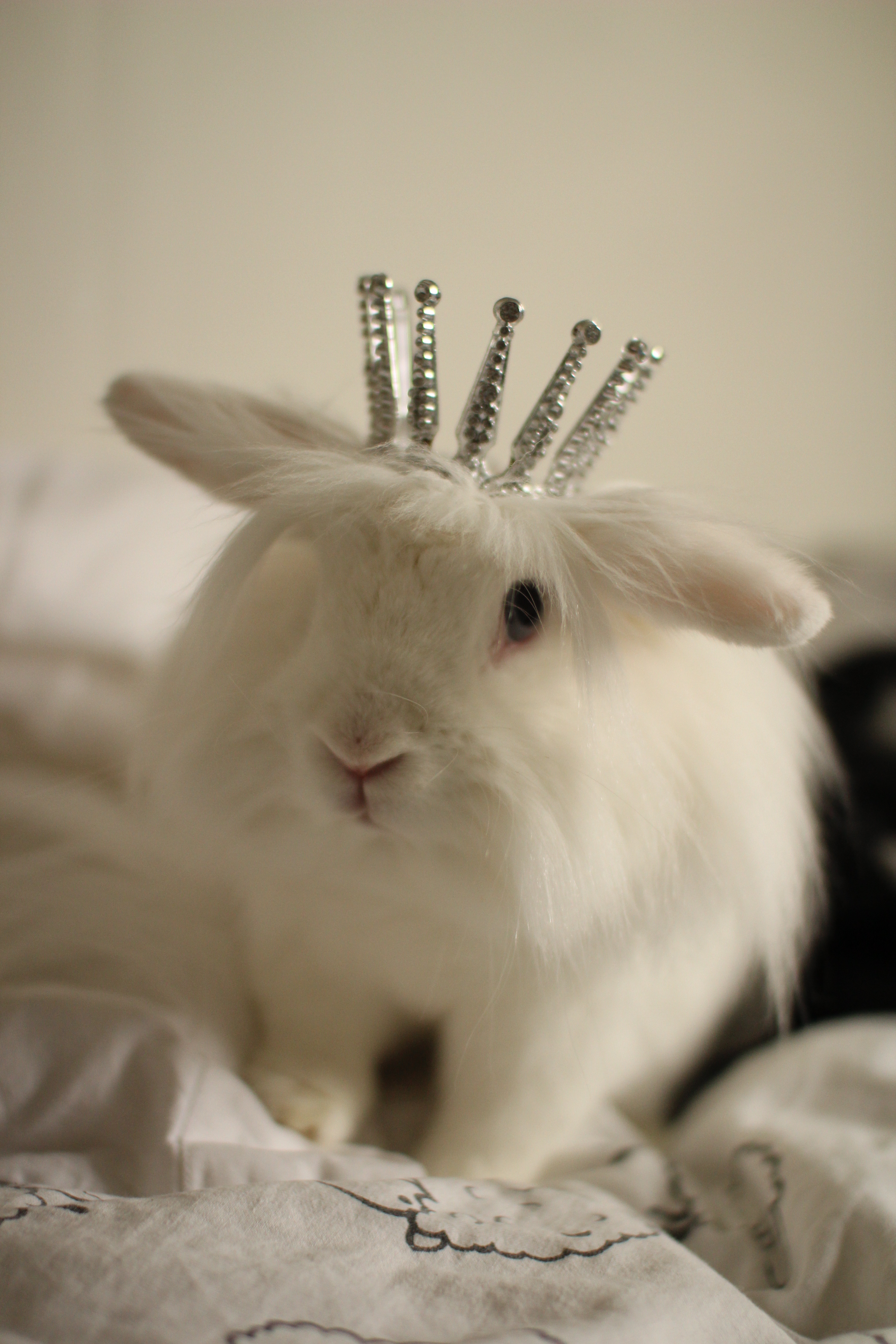 You Have an Audience with Queen Bunny!
