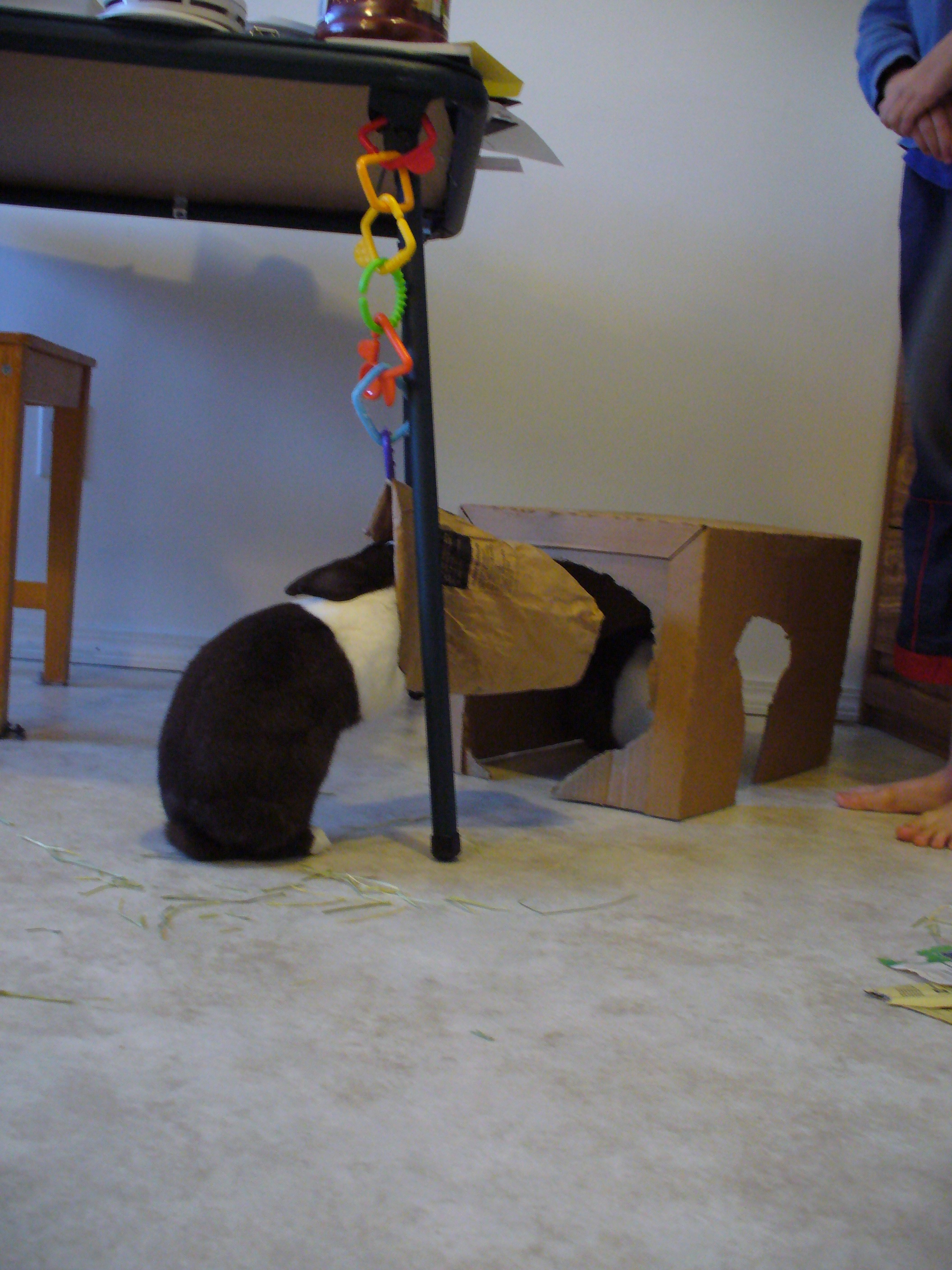 Does That Bag Need a Hay Refill, Bunny? 1