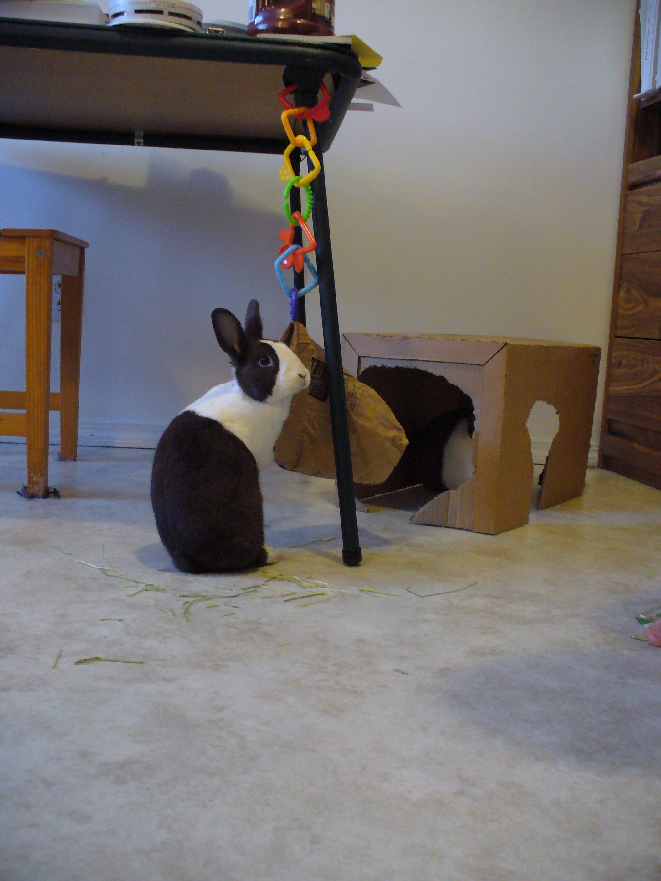Does That Bag Need a Hay Refill, Bunny? 2